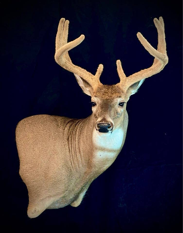 FINISHED BUCK 2